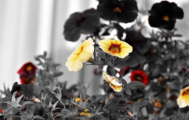 Sådan forvandler du din altan til en grøn oase