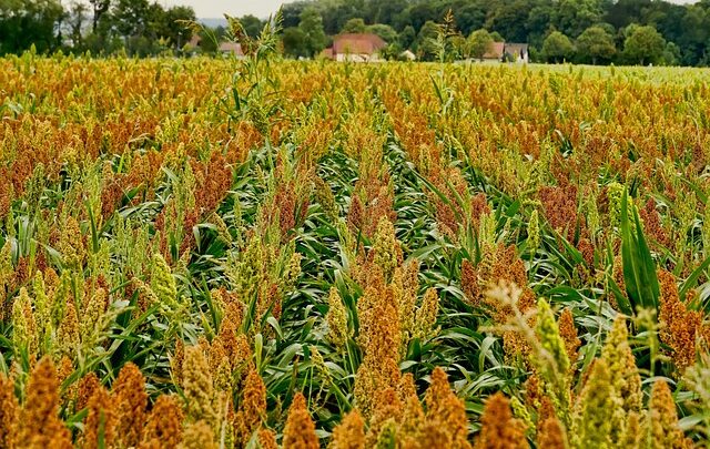 From Farm to Fork: Exploring the Sustainable Cultivation and Production of Sorghum